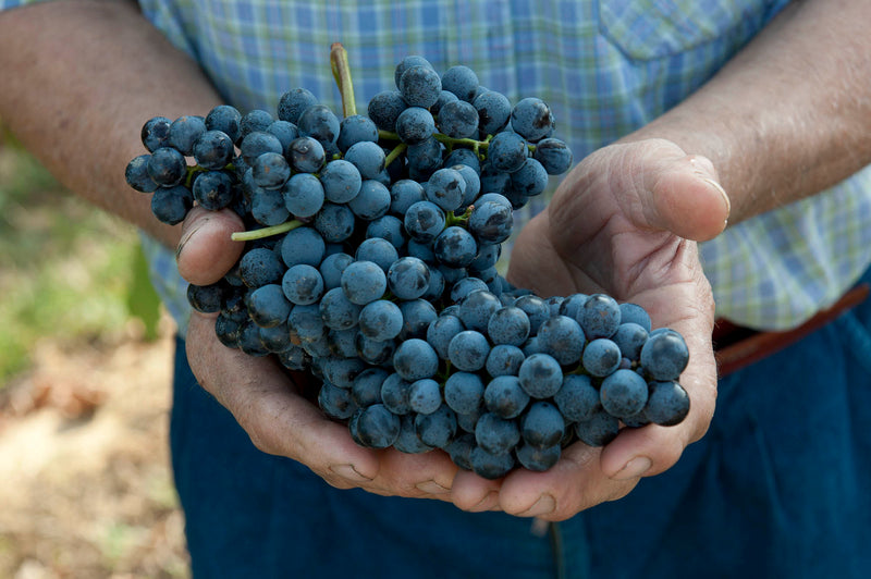 Governo Chianti: A 700 year old innovation.