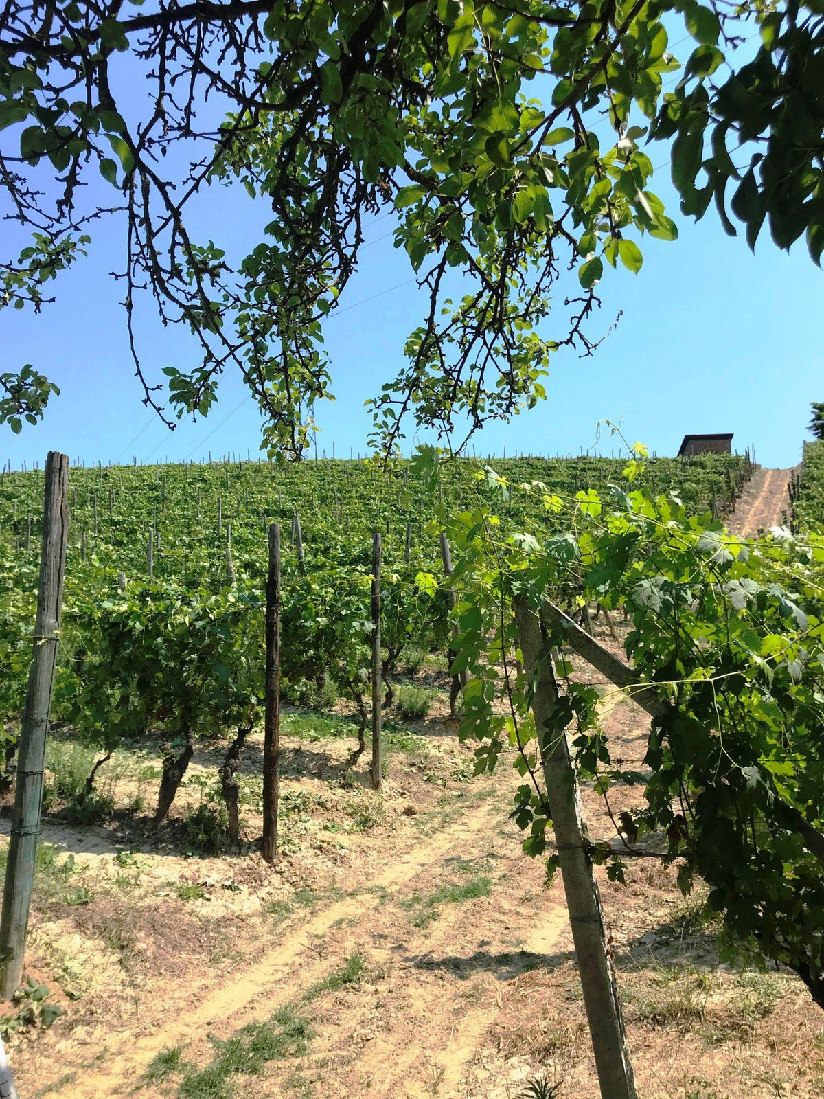 Bava Pianoalto Nizza DOCG