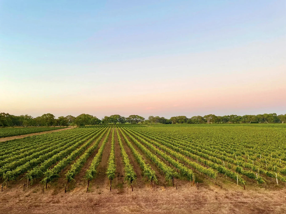 Bleasdale Mulberry Tree Cabernet Sauvignon