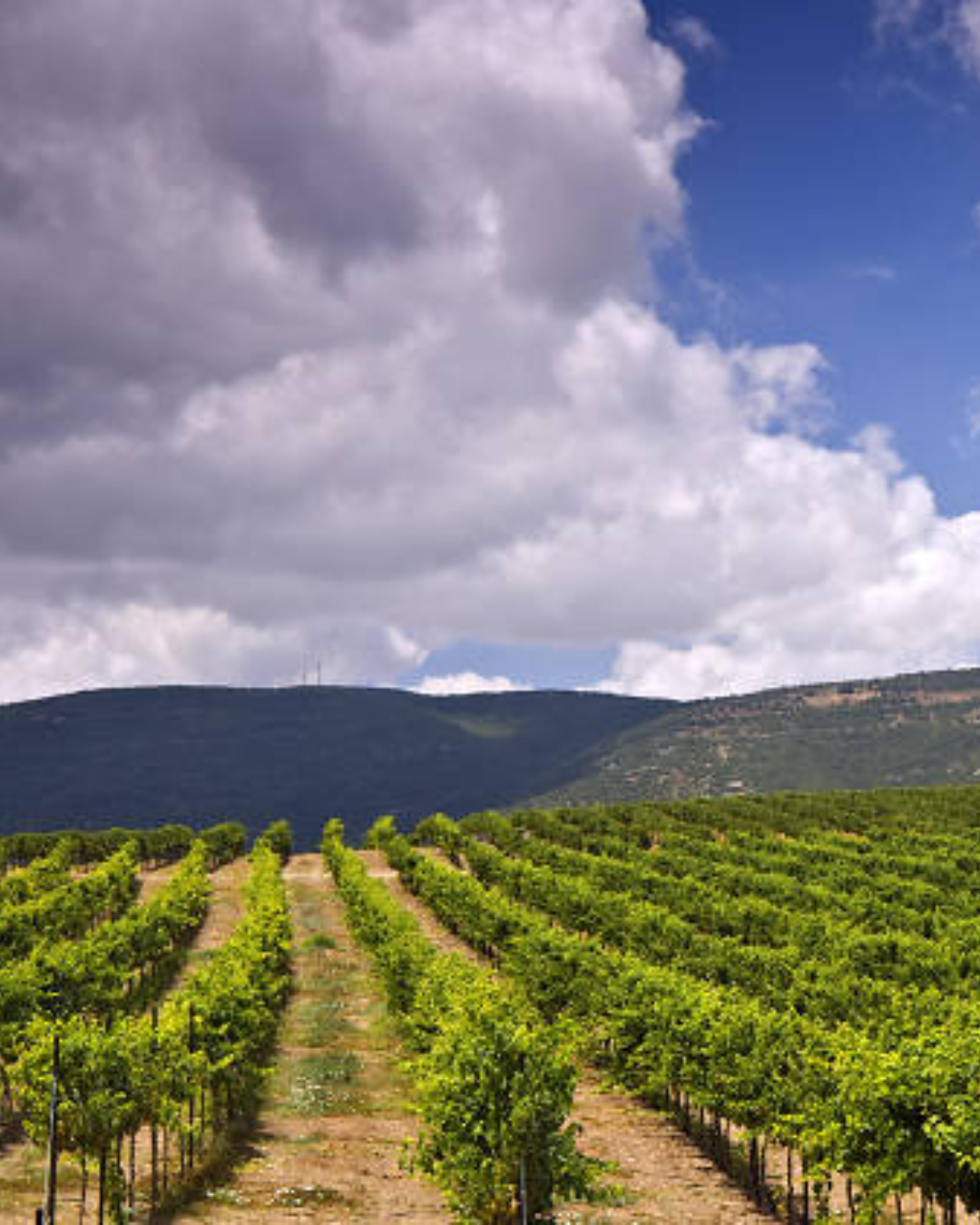 Golan Heights Winery