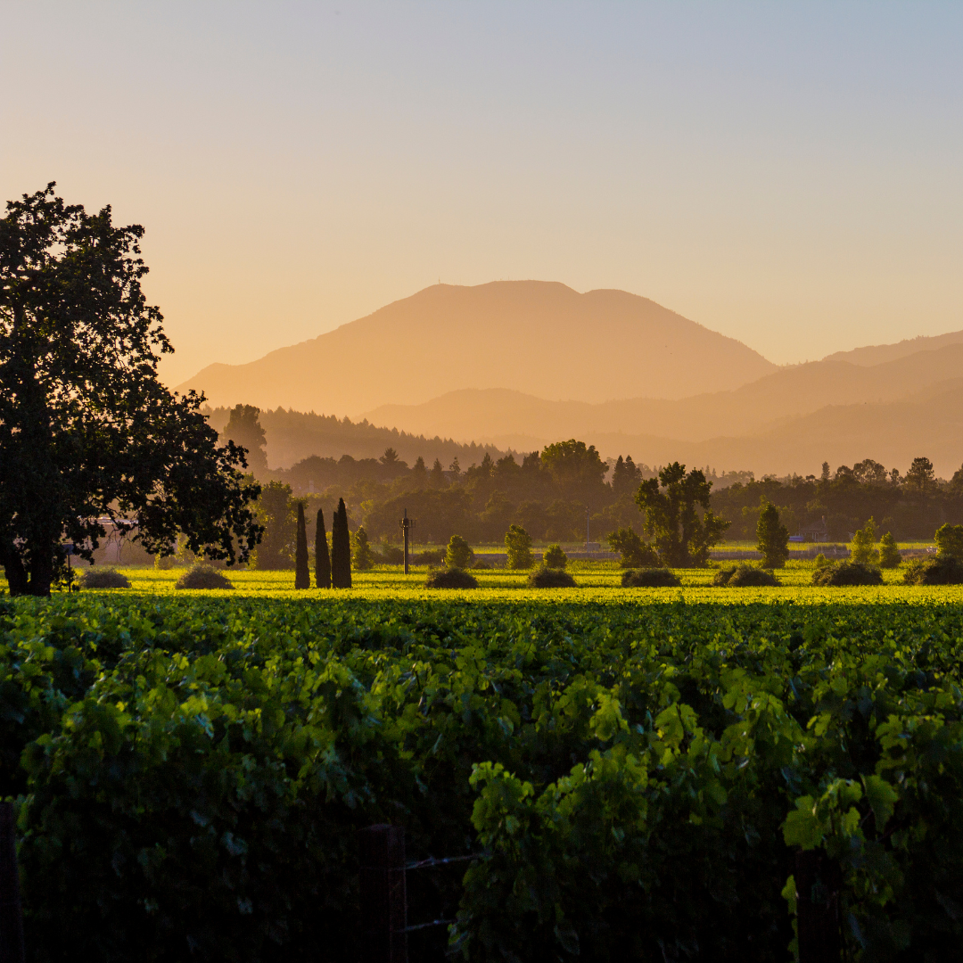 Swanson Winery