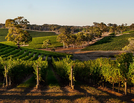 Longview Vineyards