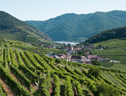 NESTOR Wines